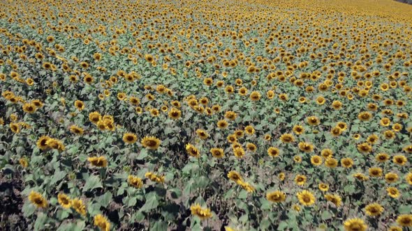 Sunflower Field