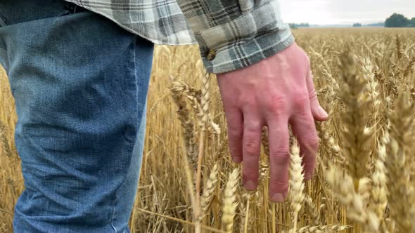 Closeup Rear View Male Farmer Touching Wheat Ears with Hand at Sunrise