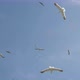 Seagulls flying - VideoHive Item for Sale