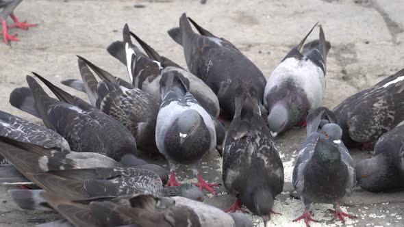 Group of pigeons is eat the rice feed by resident