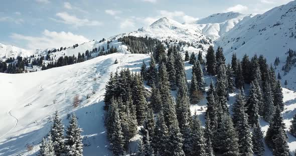 Snow Forest in the Mountains Above the Clouds