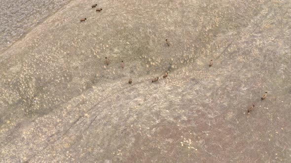 bison herd runs through valley aerial