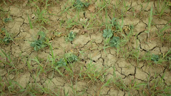 Very Drought Dry Field Land Wheat Triticum Aestivum, Drying Up Soil Cracked, Climate Change