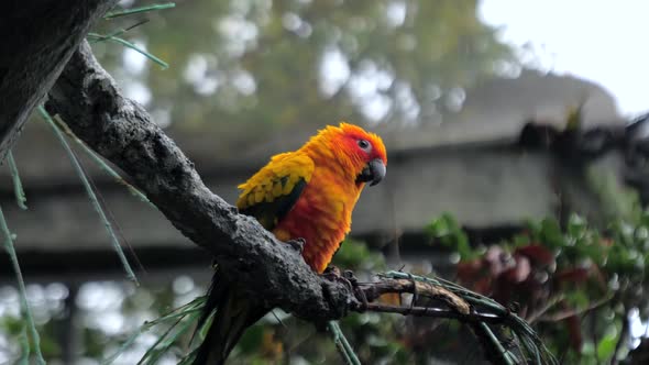 Beautiful Colorful Sun Conure (Aratinga Solstitialis Parrot) Bird on the Tree Branch on Rainy Day