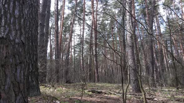 Forest Landscape Aerial View Slow Motion