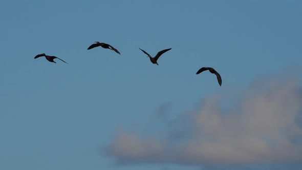 Glossy ibis, Plegadis falcinellus, Camargue, France