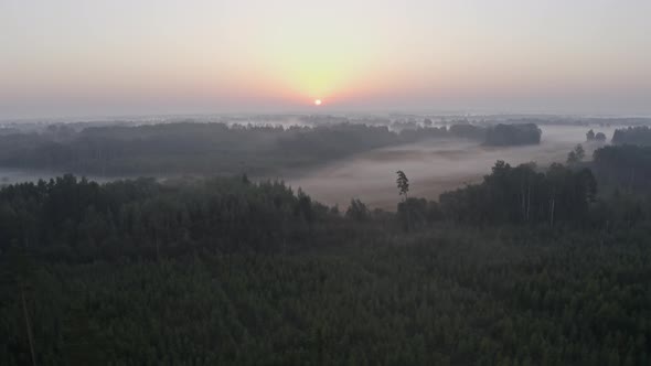 Forest at Sunrise