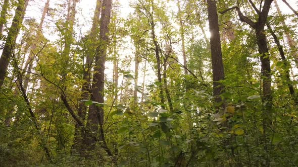 Autumn Forest with Trees By Day