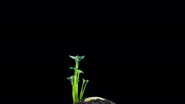 Potatoes are growing, time lapse with alpha channel