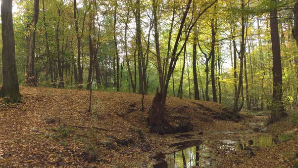 Autumn and forest