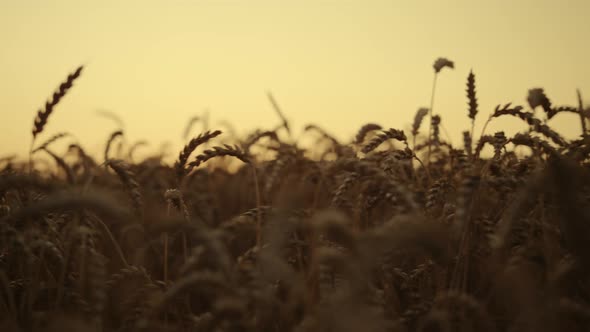 Wheat Cereal Field at Sunset Close Up