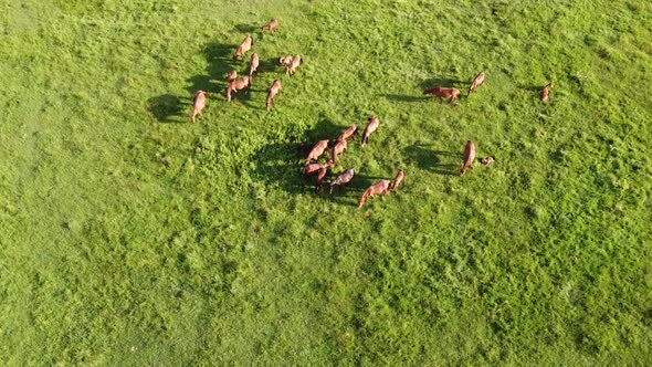 Aerial drone video, flying over a herd of horses. Horses eating grass on a country side hill
