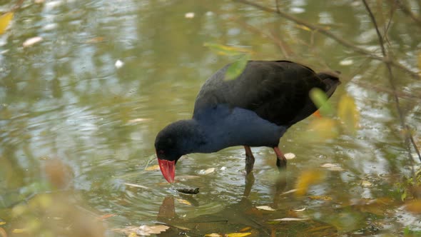 Purple Swamphen pecking at the water in a lake during autumn or fall.