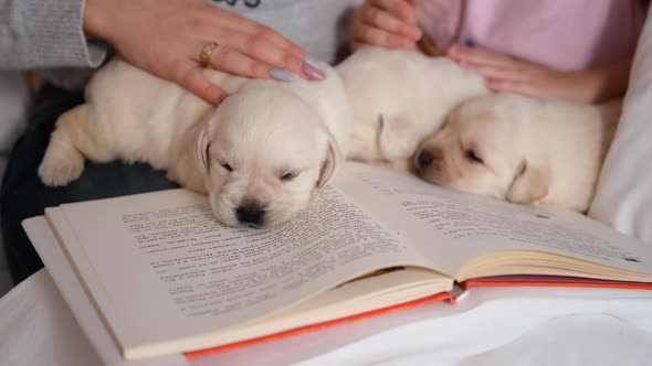 Three Labrador Puppies Lying on the Open Book