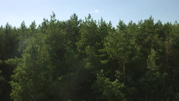 Top View On Trees In The Forest