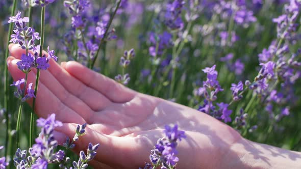 The lavender essential oil in a beautiful bottle in a female hand against lavender background