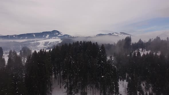 Aerial shot of a fir tree forest