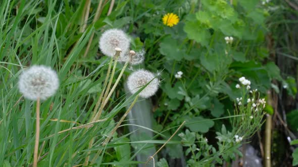 Dandelions