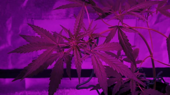 Medical Marijuana Plant In Pink Grow Light