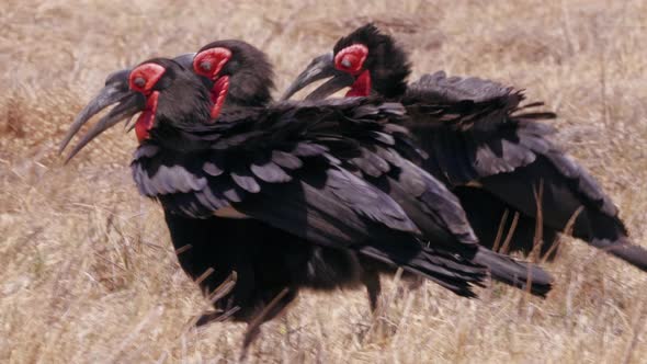 Southern Ground Hornbills Walking On The Grassland In Botswana On A Summer Day - Closeup Shot