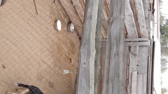 Aerial View of a Shelter for Stray Dogs