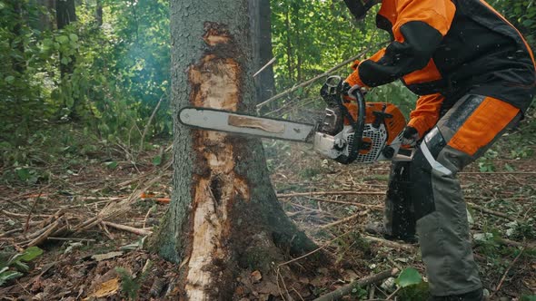 Female Logger in the Forest Young Specialist Woman in Protective Gear Cuts a Tree with a Chainsaw