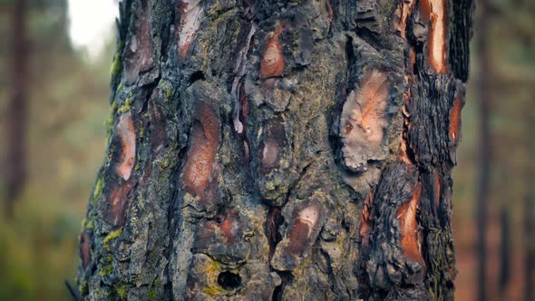 Conifer forest. Close-up of the bark of a pine tree. Moving downwards.