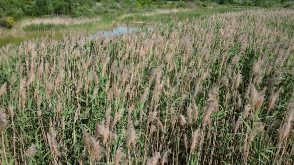 Pampas Grass In The Lake Aerial