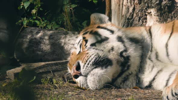 Closeup of a tigers head, while it sleeps, on a sunny day - Static shot - Tigris noun