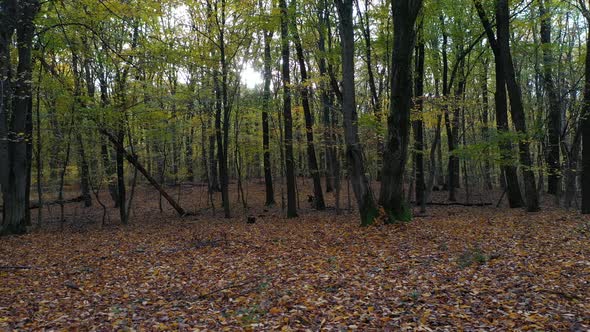 Sunny Forest in Autumn