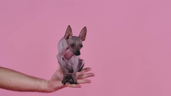 Front View of a Small Mexican Hairless Dog Sitting in the Palm of the Owner on a Pink Background in