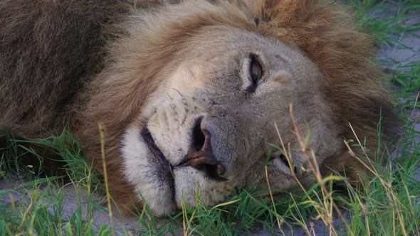 Black Maned Lion Resting On The Ground In Okavango Delta, Botswana, Africa. - closeup shot