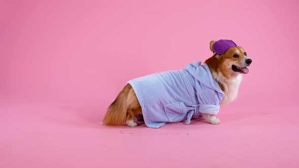 Funny Welsh Corgi Pembroke Stands in Full Growth in the Studio on a Pink Background