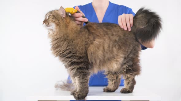 A groomer combs the fur of a cat on a white table using a furminator