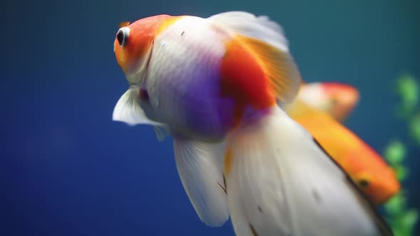 Oceanarium Tropical Goldfish Swim In A Glass Aquarium