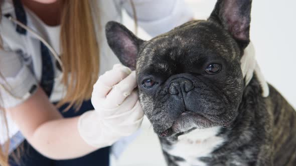 Vet Doctor Checking and Cleaning Dog's Ears