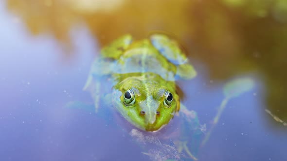 Tiny little frog floating above green water plants, close up view