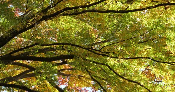 Japanese zelkova known as Japanese elm or keyaki