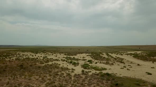 Two-humped Runing Wild Camels in the Background of the Kazakhstan Dry Steppe