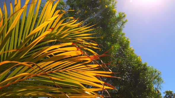 View From Below of a Foxtail Palm with Tree and Blue Sky in the Background