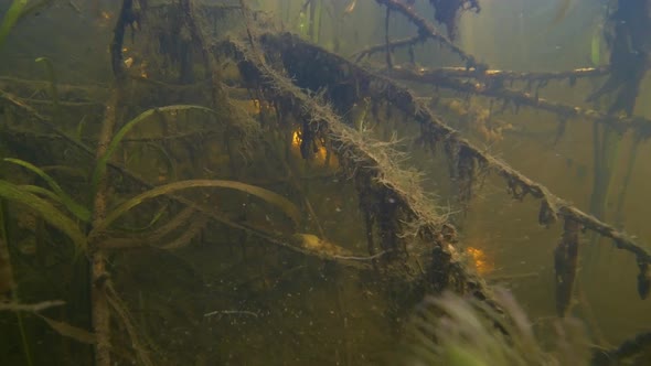 The Thicket Under the Water