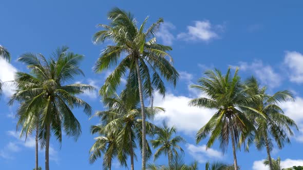 Coconut palm trees with blue sky on tropical island. PAN RIGHT TO LEFT