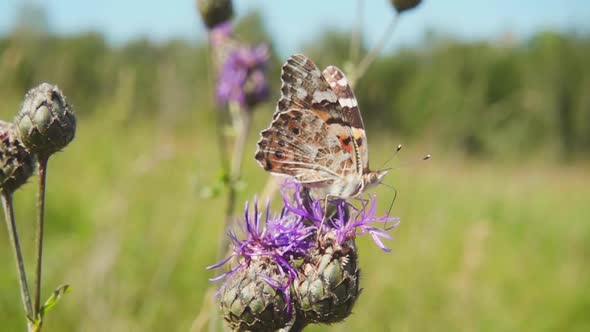 Butterfly C0004