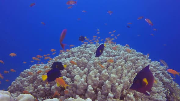 Underwater Colorful Fishes and Head Coral