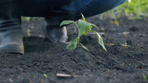 Farmer Hand Holding Leaf of Cultivated Plant