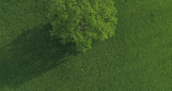 Single oak tree on on a green meadow