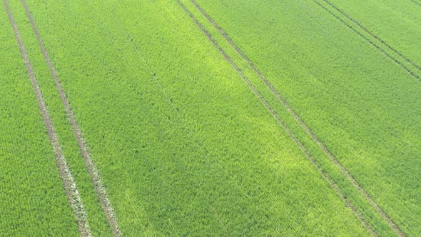 Sprayed wheat crop from above 4K aerial footage