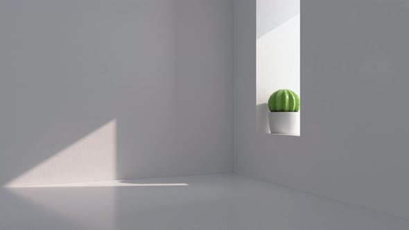 Cactus in a white empty room
