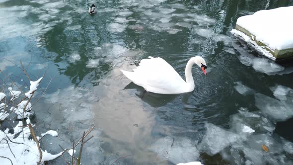 White swan in the winter icy pond.