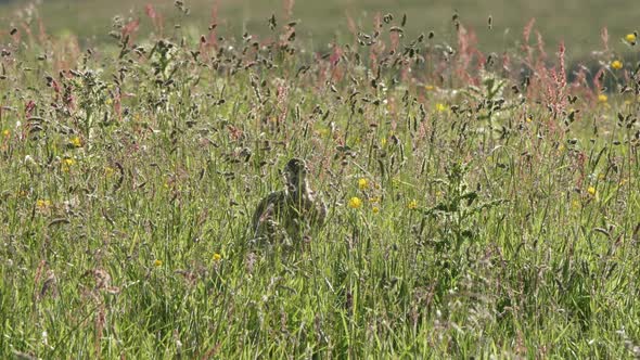 Juvenile European curlew walking through a tallwildflower meadow